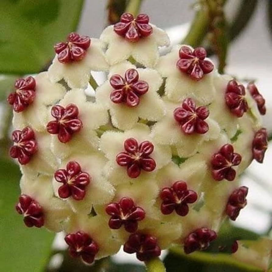 Hoya (carnosa orchid ball flower) for planting in garden